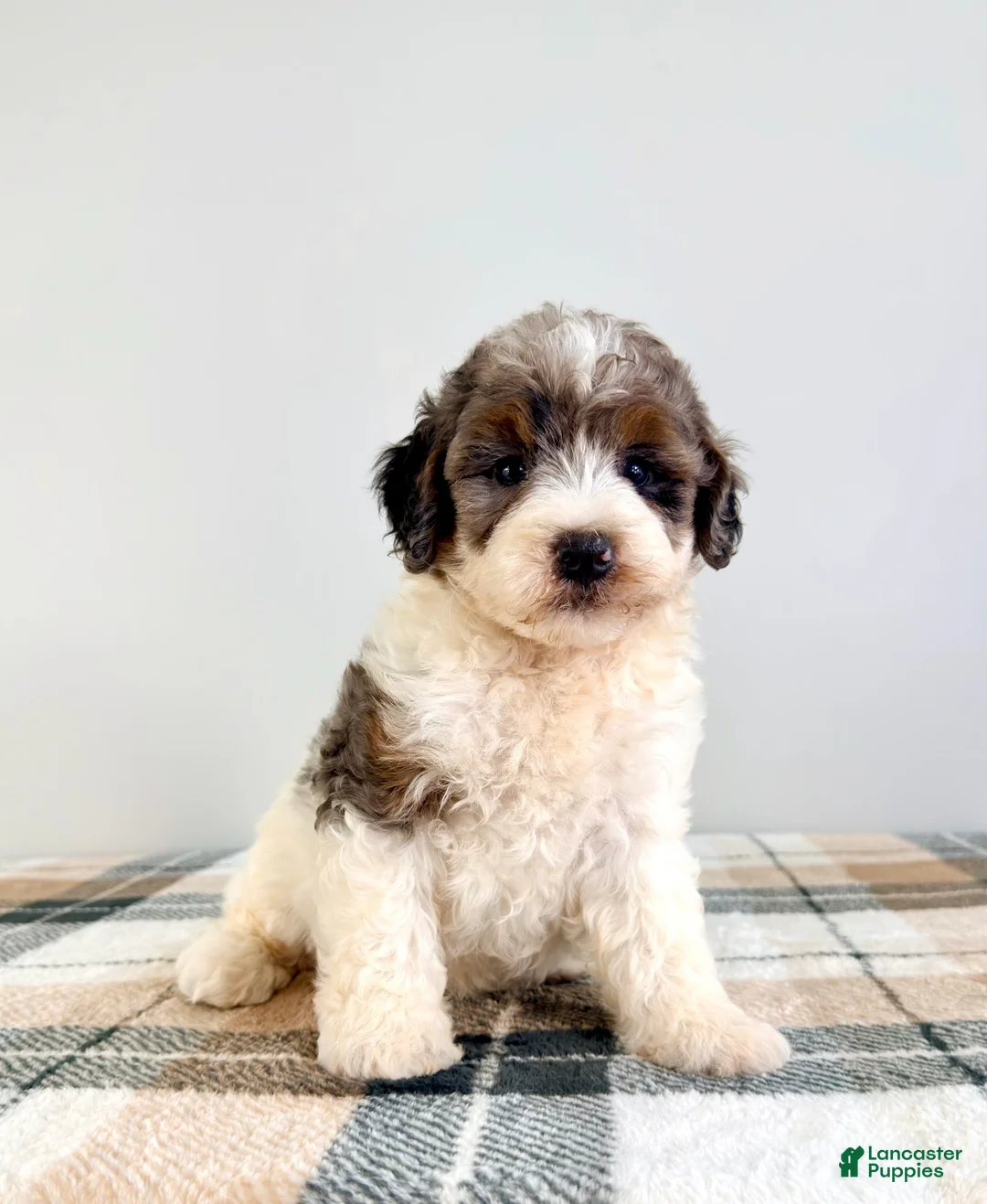Bernedoodle dogs for sale: Gru - Ad 5
