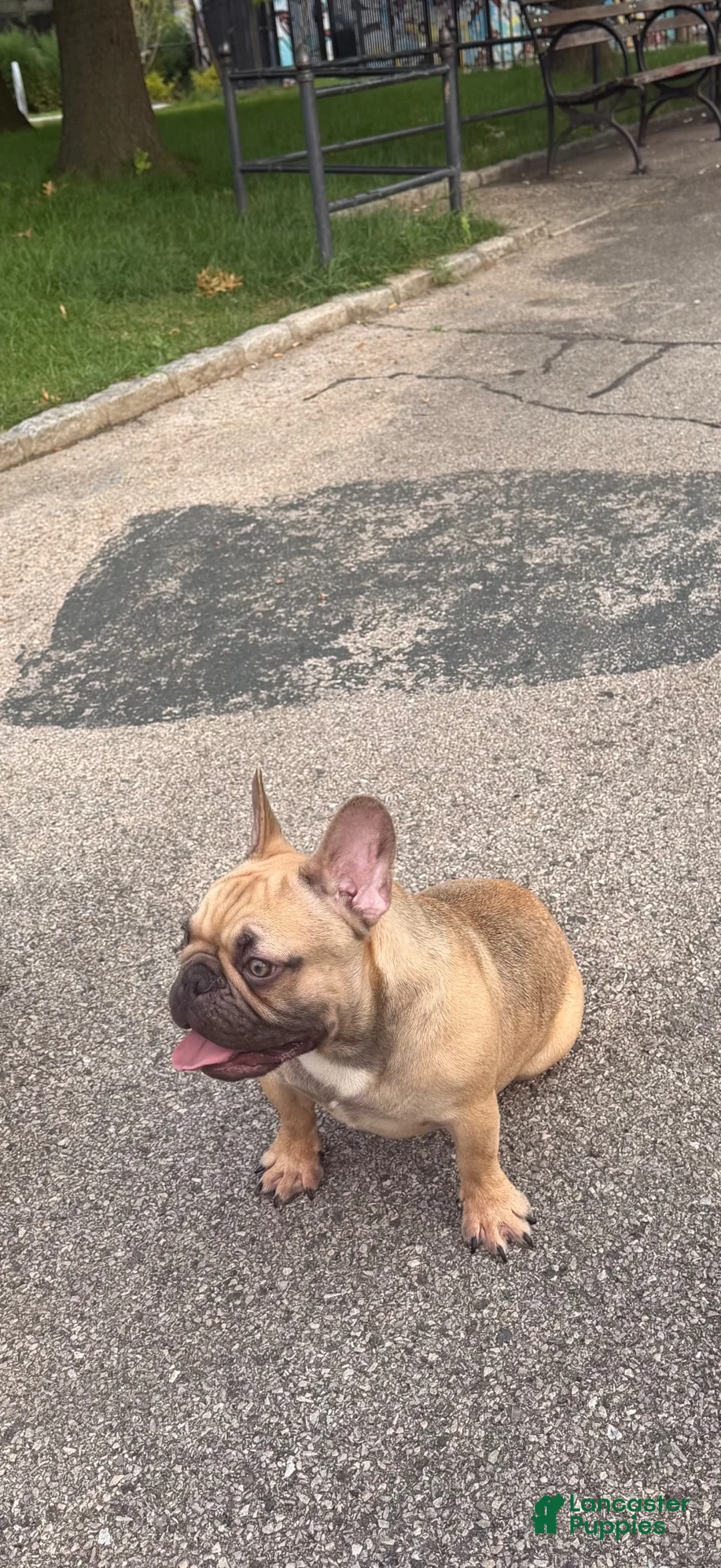 French Bulldog dogs for sale: French Bulldog 1 - Ad 1