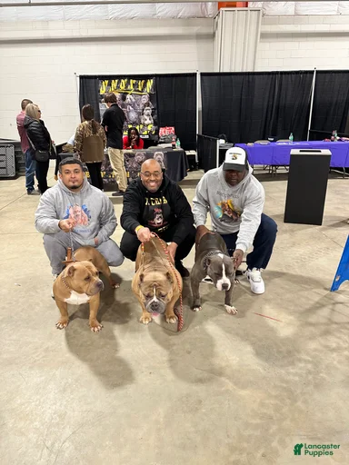 Gallery Image {{count}}