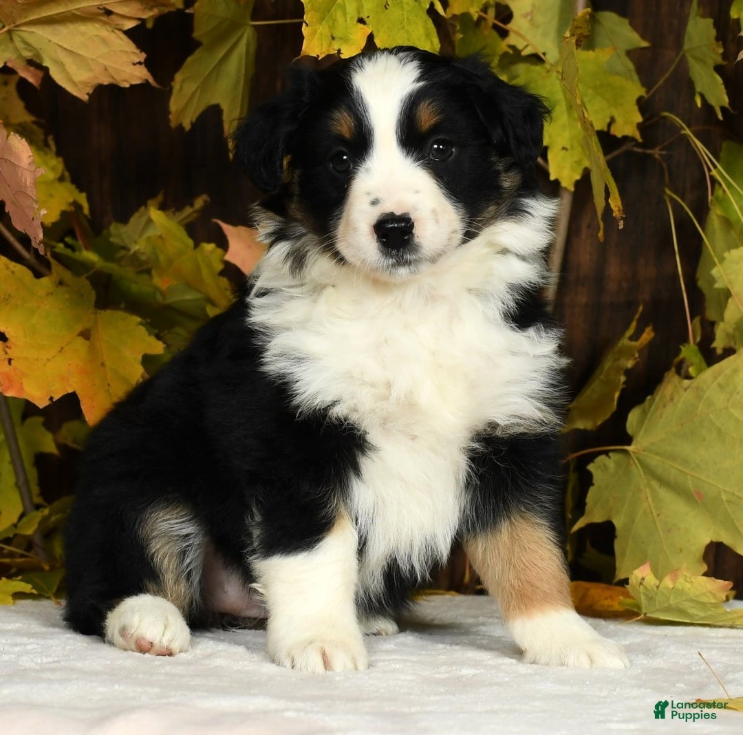 Miniature Australian Shepherd dogs for sale: Clove - Ad 6