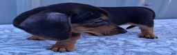Miniature Dachshund dogs for sale: Eliza - Ad 4