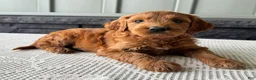 Mixed Breed dogs for sale: Ginger - Ad 2