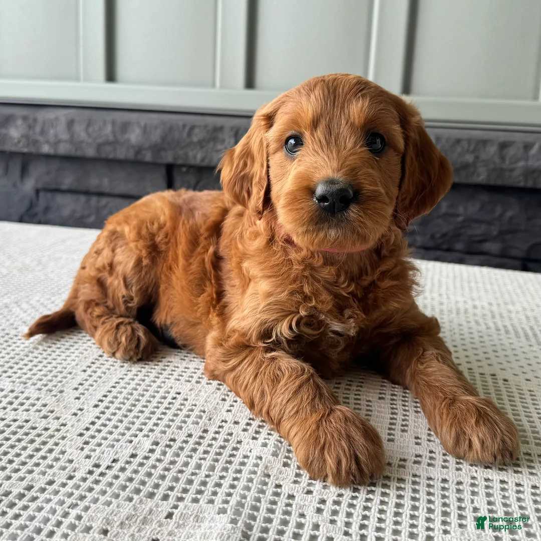 Mixed Breed dogs for sale: Ginger - Ad 2