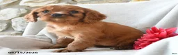 Cavalier King Charles Spaniel dogs for sale: Hazel - Ad 3