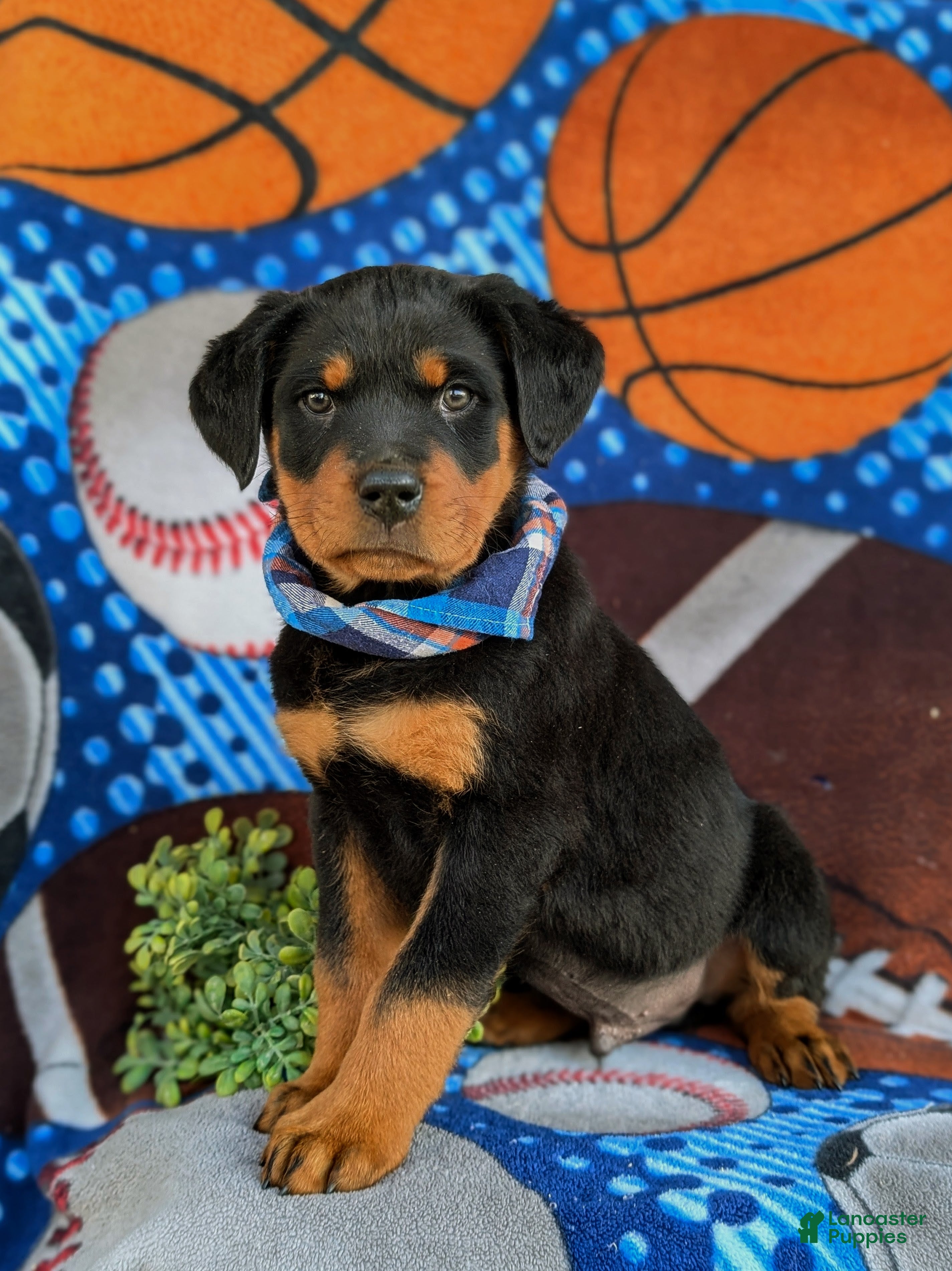 Rottweiler dogs Bryant - Ad 2