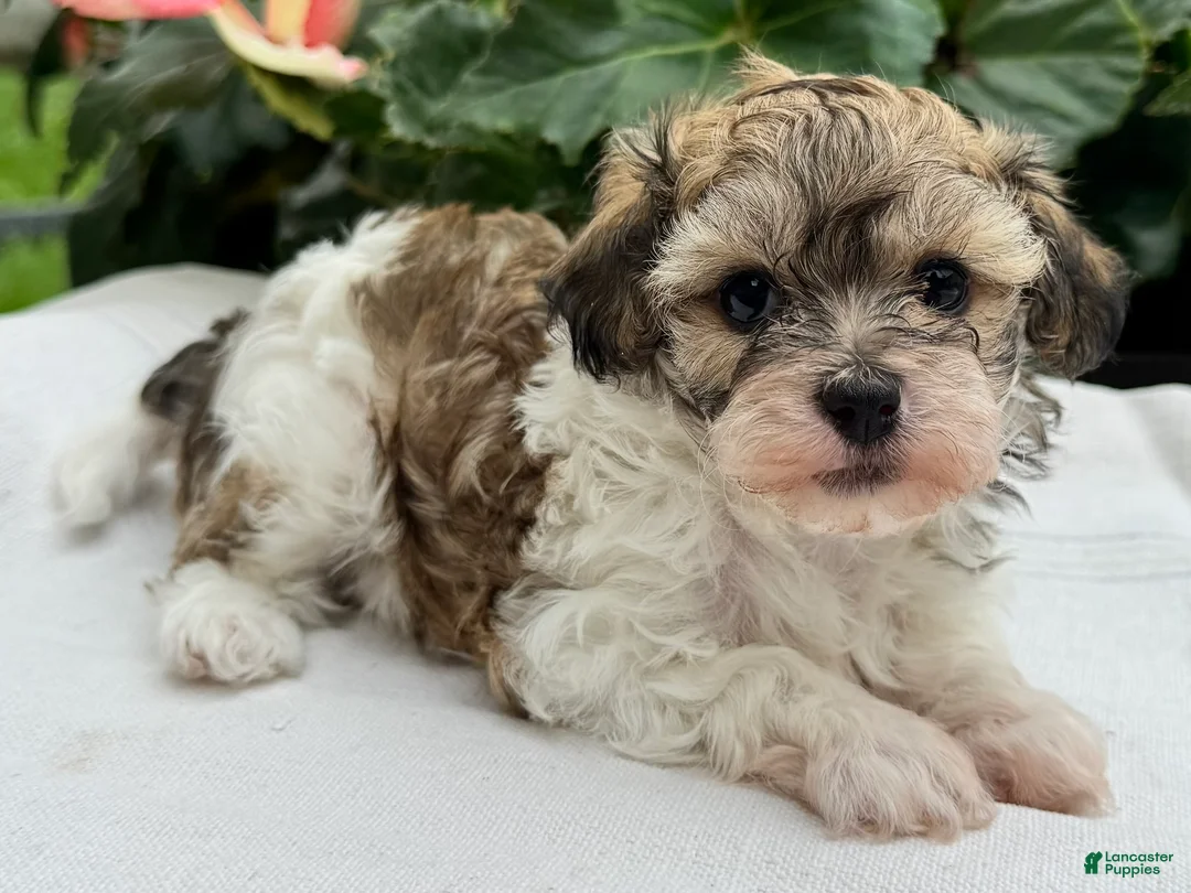 Havapoo dogs for sale: Bianca - Ad 2