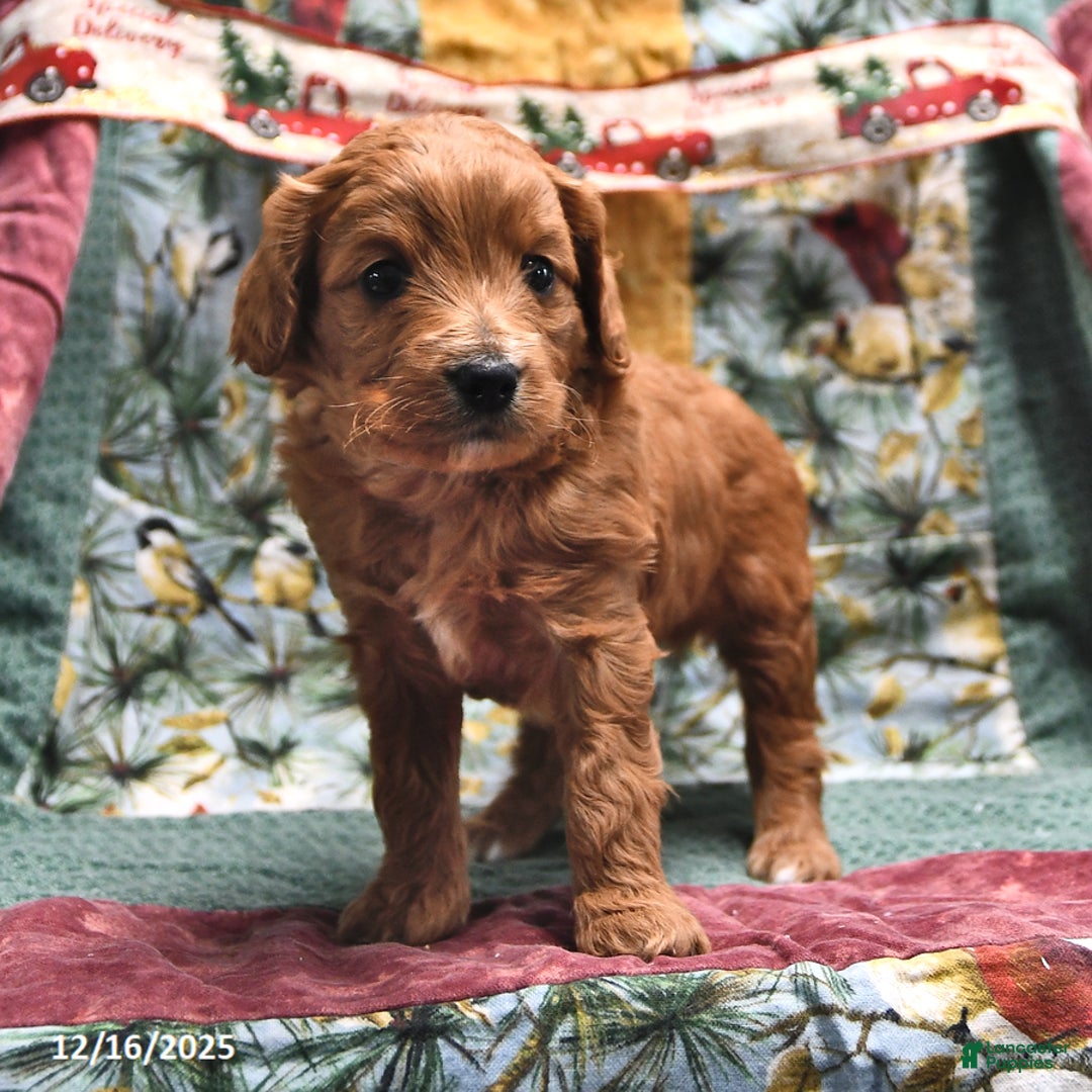 Goldendoodle dogs for sale: Brad  - Ad 3