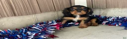 Cavalier King Charles Spaniel dogs for sale: Harmony Cavalier King Charles Spaniel  - Ad 7