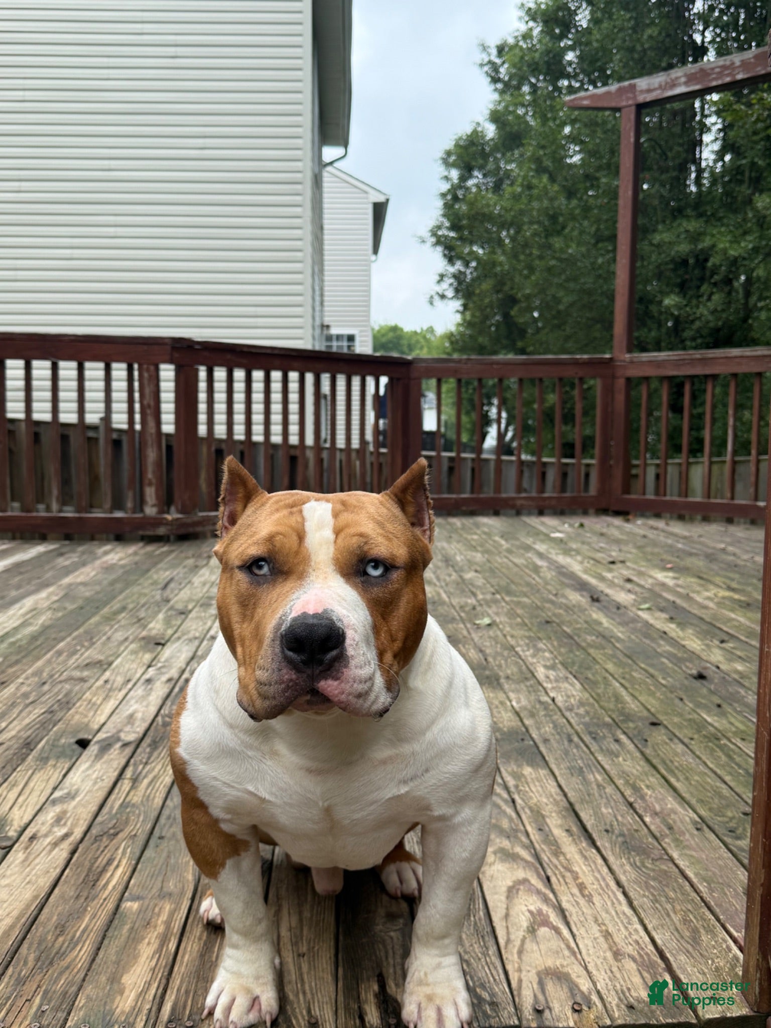 American Bully dogs Champ - Ad 2