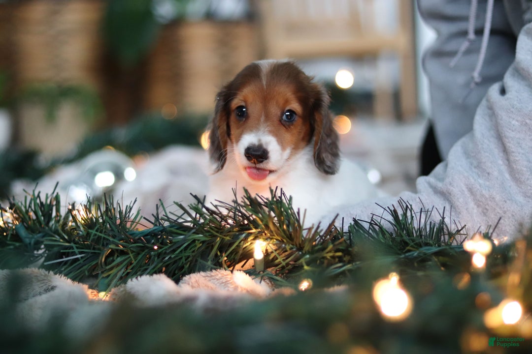 Miniature Dachshund dogs for sale: Theo - Ad 20