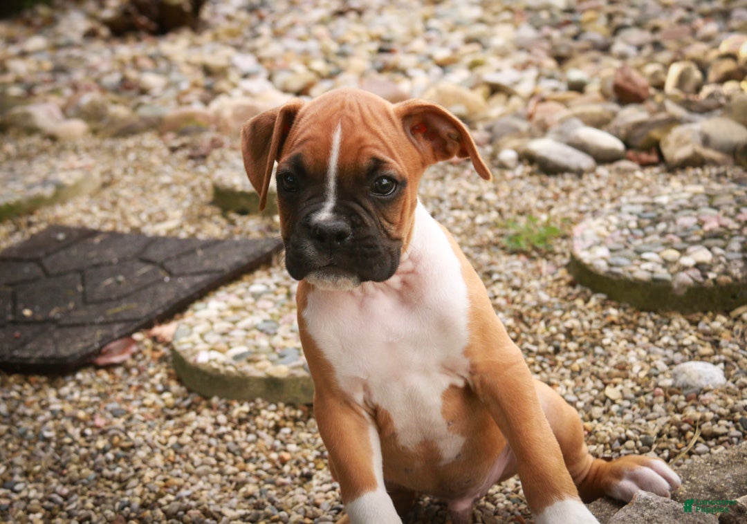 Boxer dogs for sale: Arlo - Ad 1