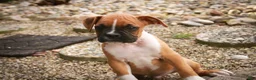 Boxer dogs for sale: Arlo - Ad 7