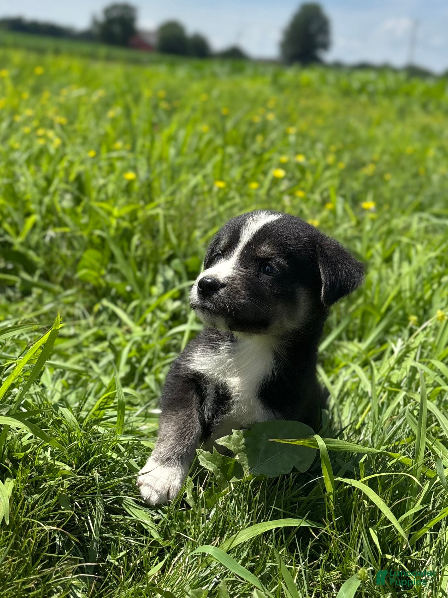 Goberian dogs for sale: Journey - Ad 1