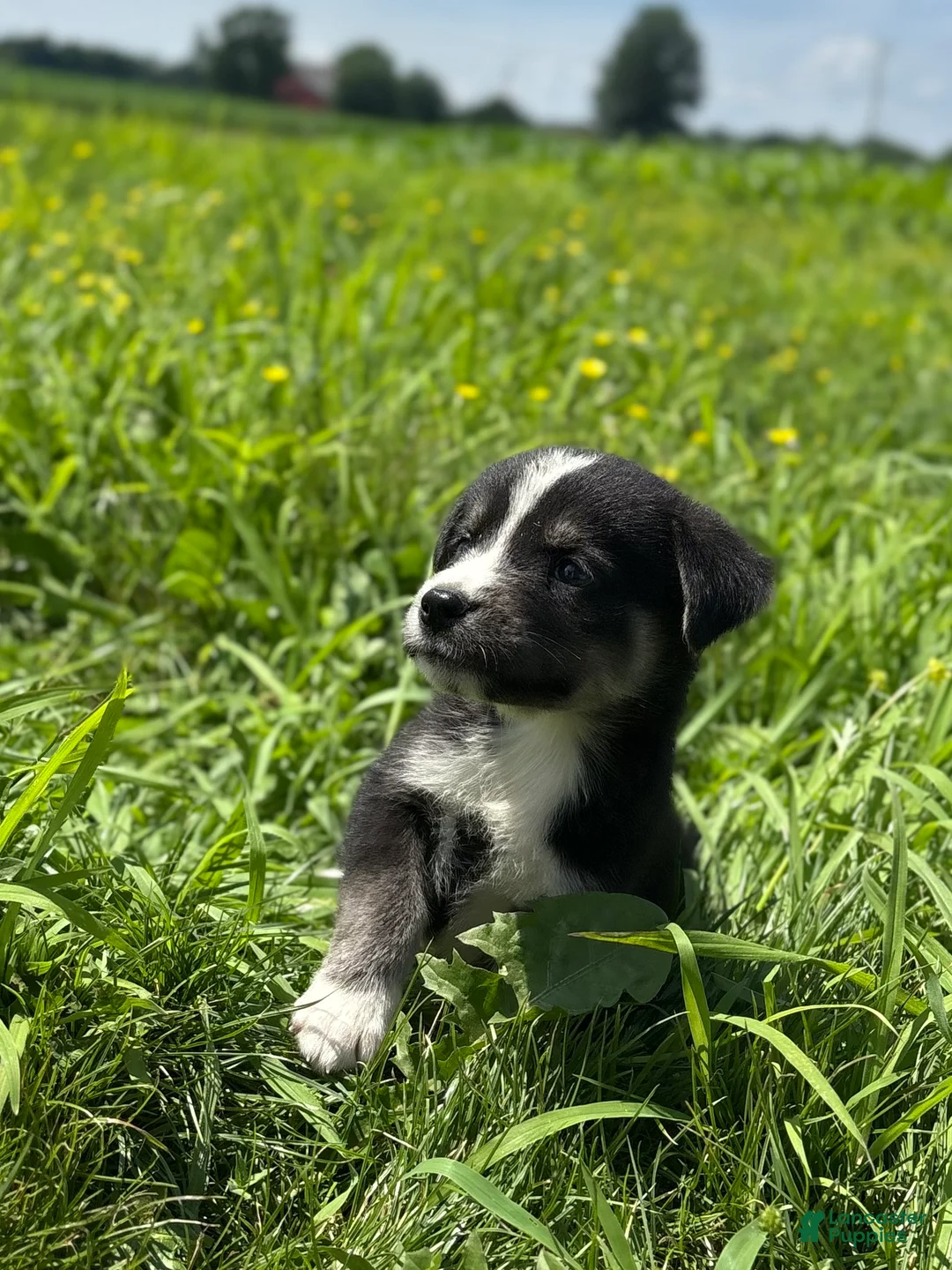 Goberian dogs for sale: Journey - Ad 1