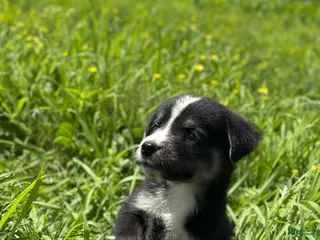 Goberian dogs Journey - Ad 8