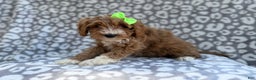 Cavapoo dogs for sale: Willow - Ad 7