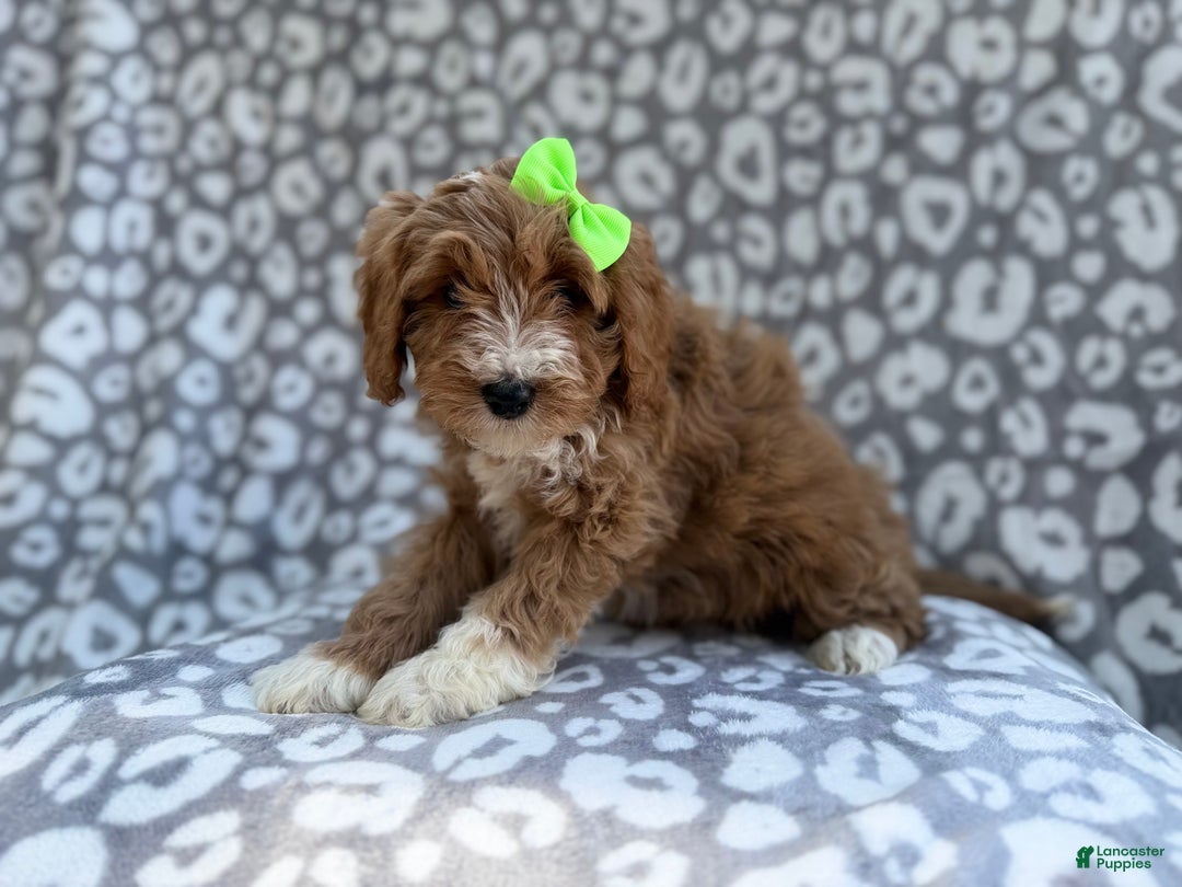 Cavapoo dogs for sale: Willow - Ad 7