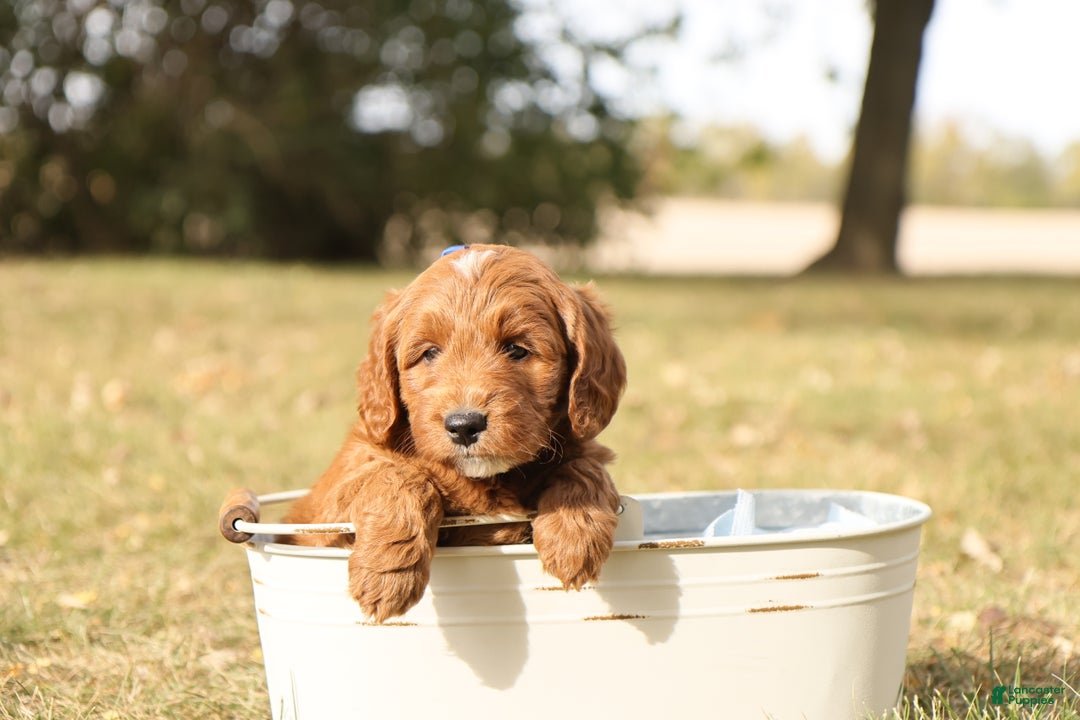 Mini Goldendoodle dogs for sale: Jack - Ad 3