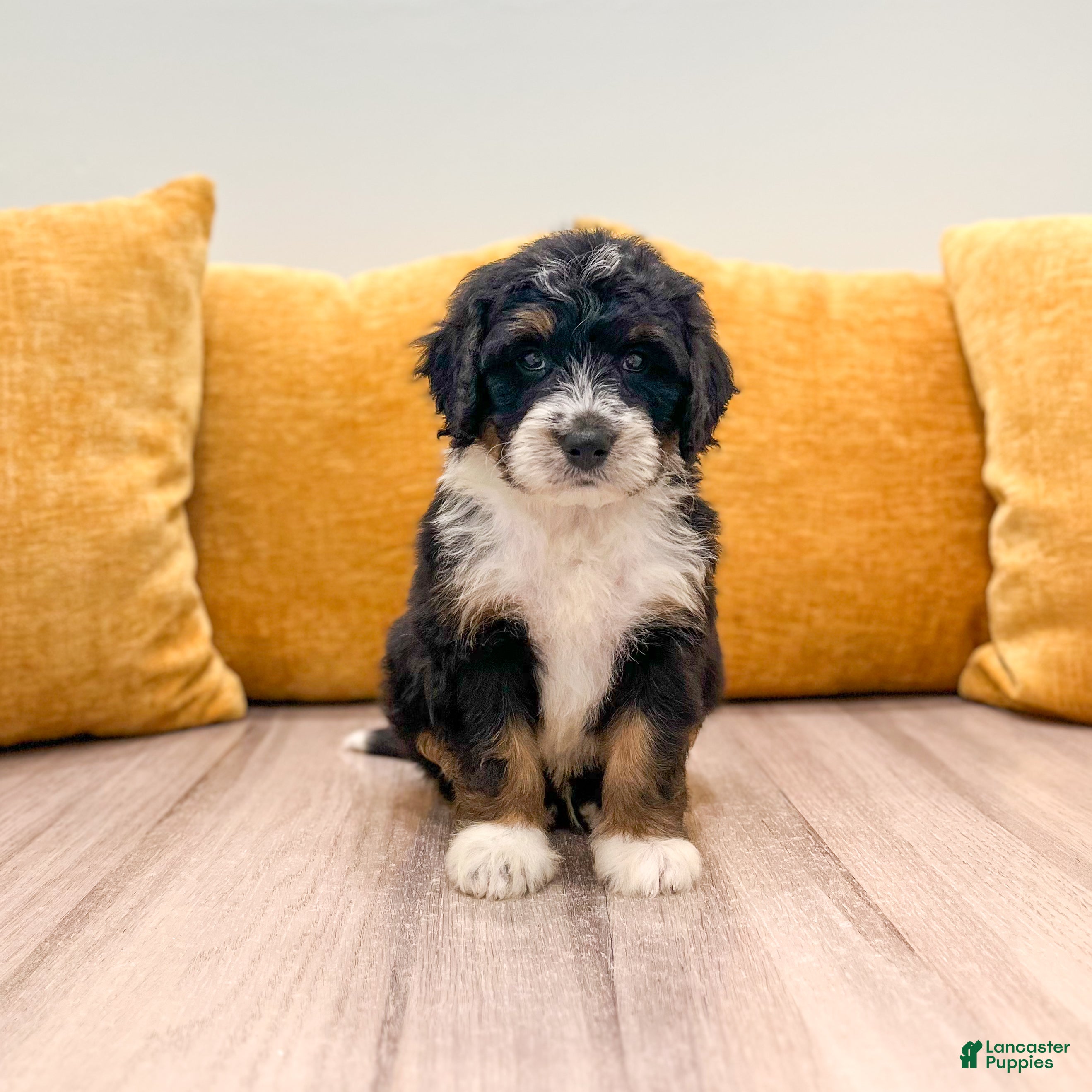 Mini Bernedoodle dogs Hudson - Ad 1