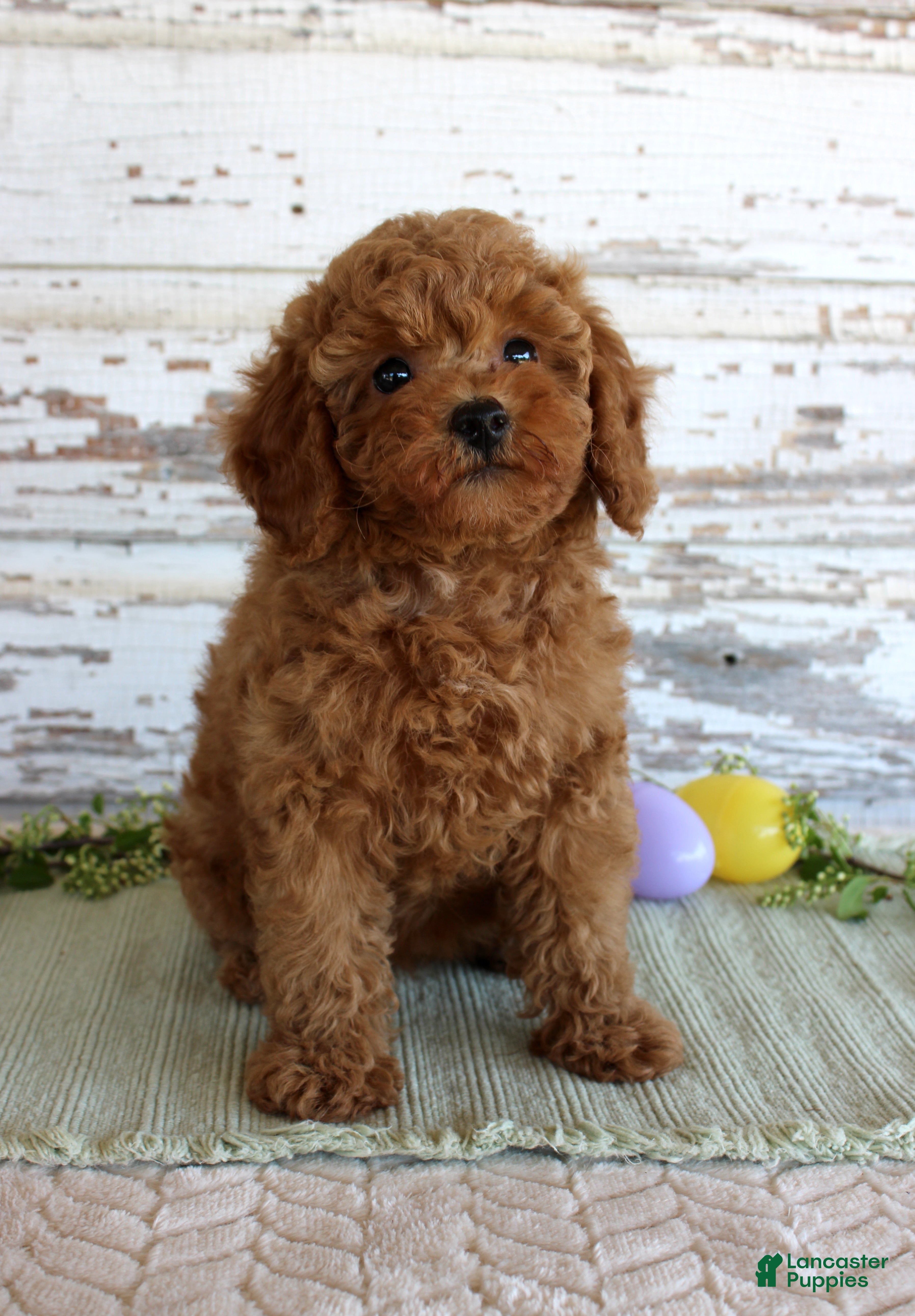 Toy Poodle dogs Happy - Ad 30