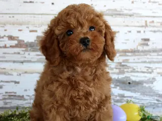 Toy Poodle dogs Happy - Ad 30