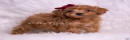 Toy Poodle dogs for sale: Olive - Ad 4