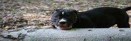 American Bully dogs for sale: Jet - Ad 14