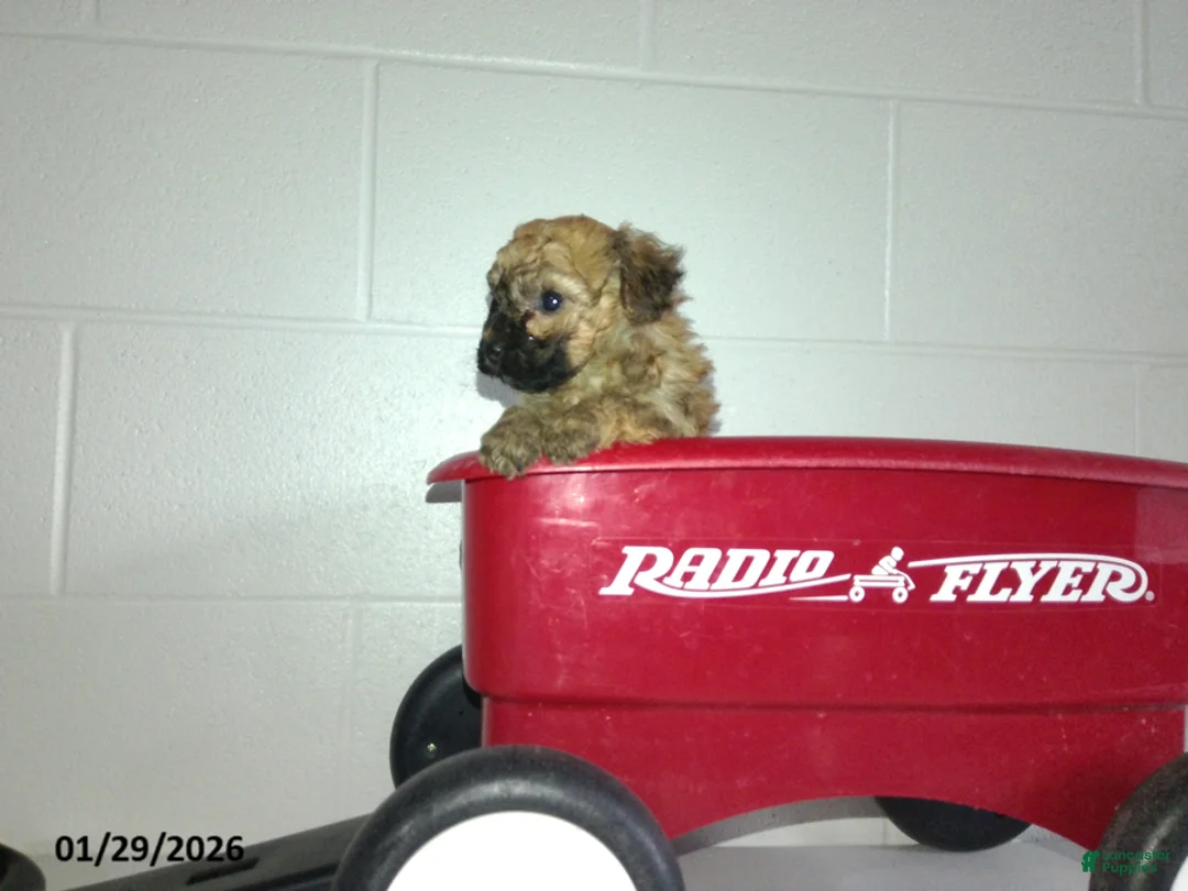 Yorkiepoo dogs for sale: Cody - Ad 9