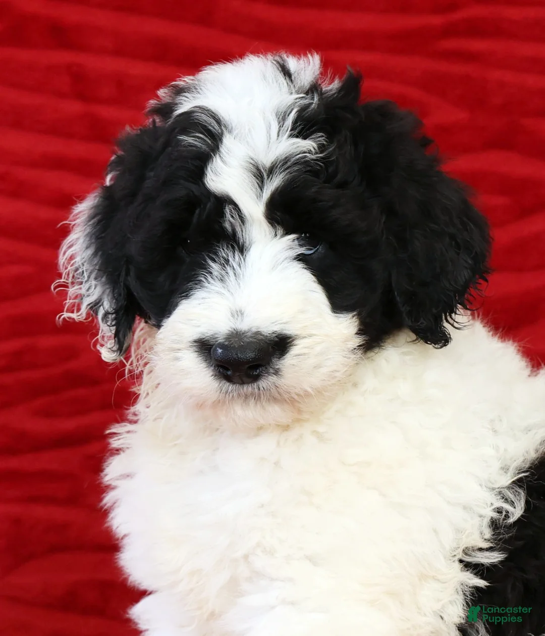 Sheepadoodle dogs for sale: Diesel - Ad 9