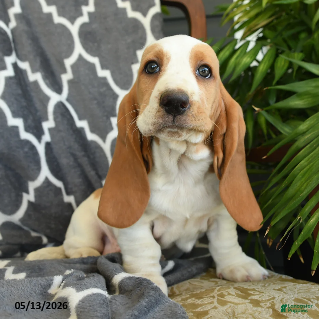 Basset Hound dogs for sale: Fiesta - Ad 3