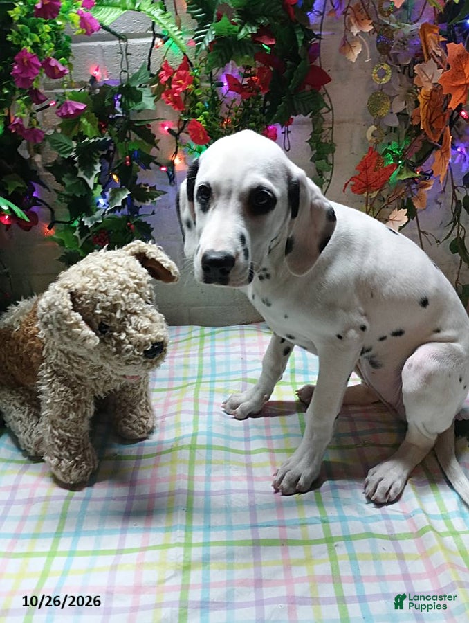 Dalmatian dogs for sale: Mrs Stevens - Ad 1