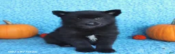 Pomsky dogs for sale: Tate - Ad 3