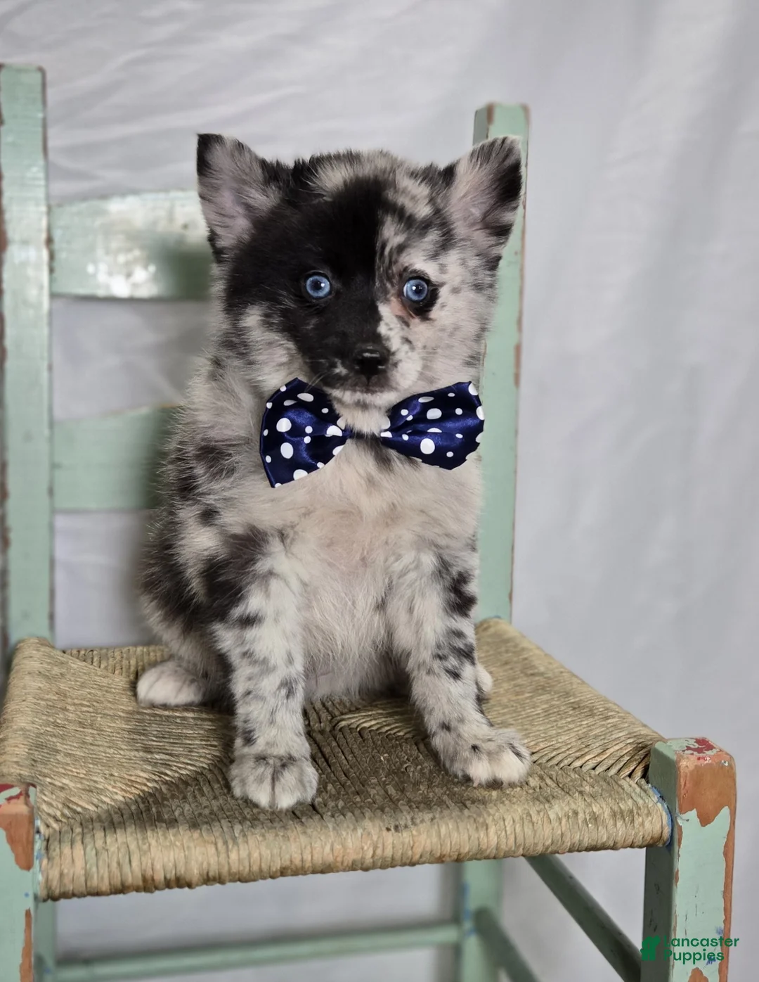 Pomsky dogs for sale: Sparky - Ad 4