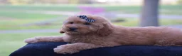 Mini Goldendoodle dogs for sale: Whitney - Ad 8