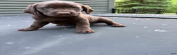 Labrador Retriever dogs for sale: Labrador Retriever Puppy 3 - Ad 1