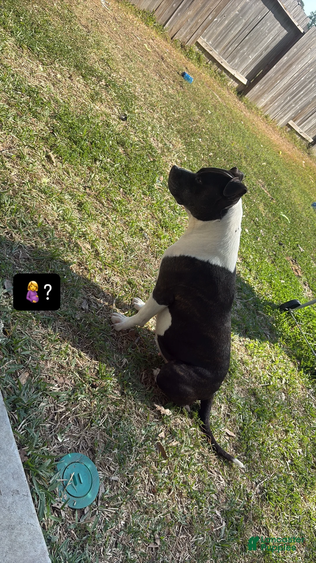 Mixed Breed dogs for sale: One paw - Ad 2
