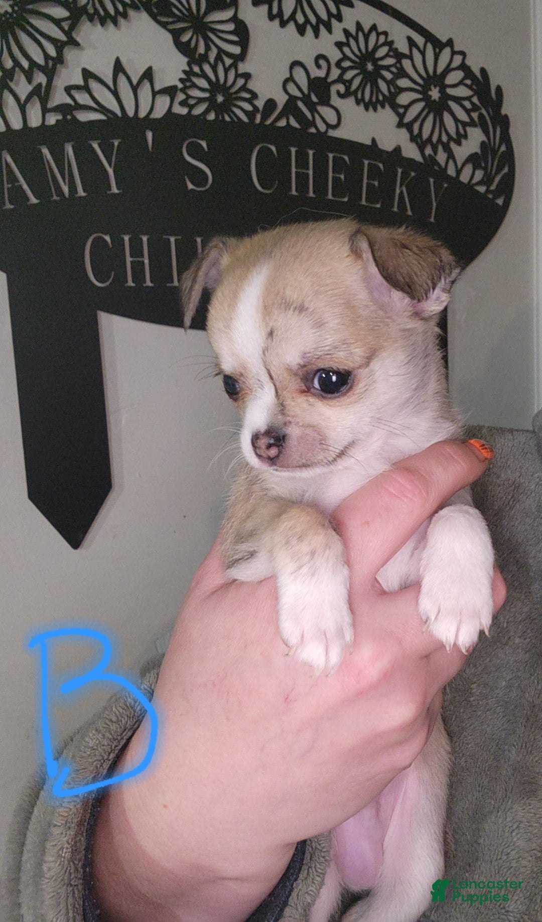 Chihuahua dogs for sale: Green - Ad 2