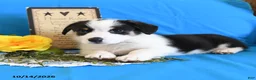 Welsh Corgi Pembroke dogs for sale: Ella - Ad 5