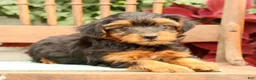 Morkie dogs for sale: Debora - Ad 6
