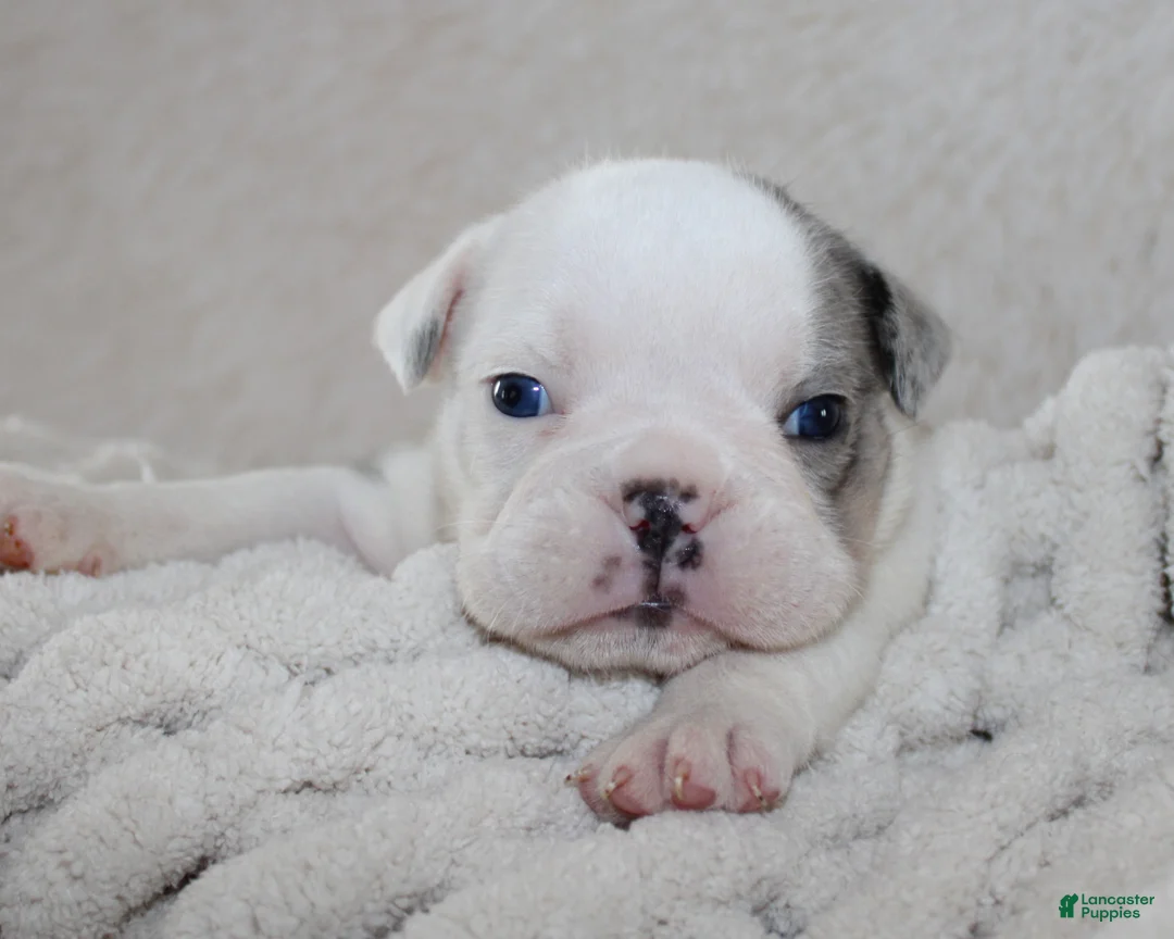 English Bulldog dogs for sale: Holly - Ad 2