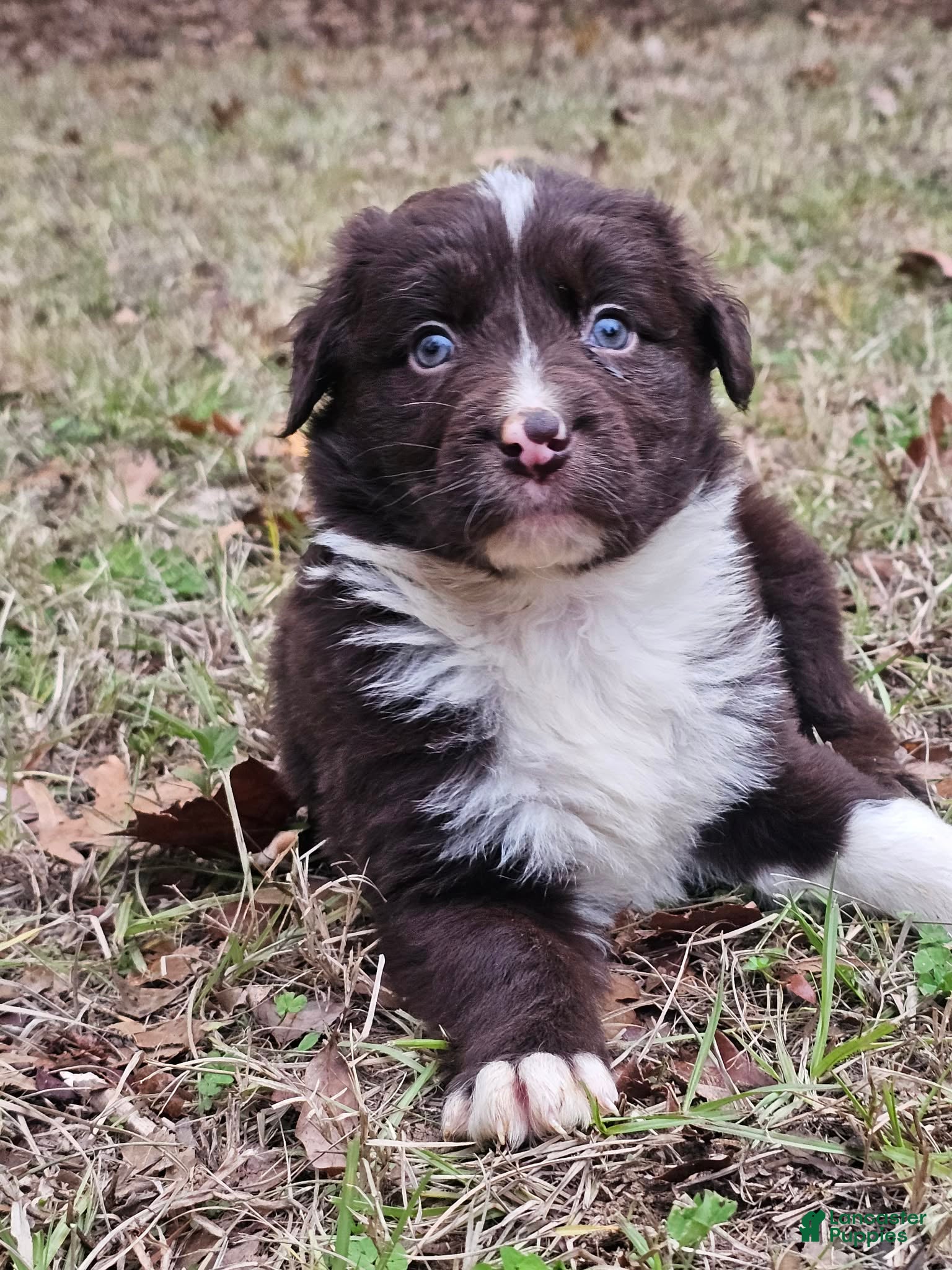 Border Collie dogs Border Collie Puppy 1 - Ad 1