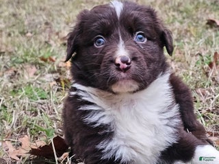 Border Collie dogs Border Collie Puppy 1 - Ad 1