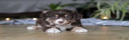 Miniature Australian Shepherd dogs for sale: Twila - Ad 2