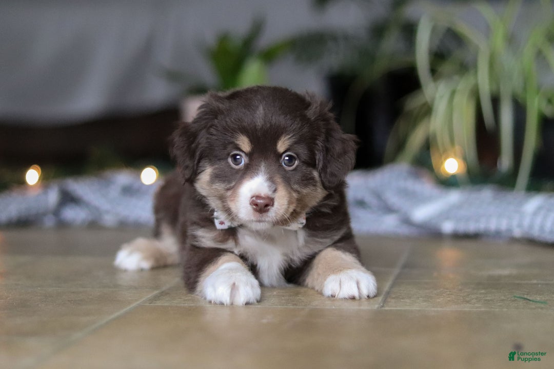 Miniature Australian Shepherd dogs for sale: Twila - Ad 2