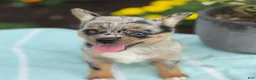 Chihuahua dogs for sale: Koda - Ad 13