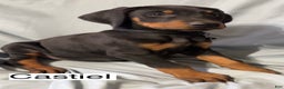 Doberman Pinscher dogs for sale: Castiel - Ad 2