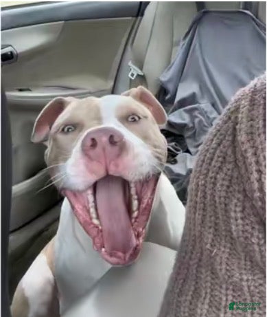 American Bully dogs Benny - Ad 37