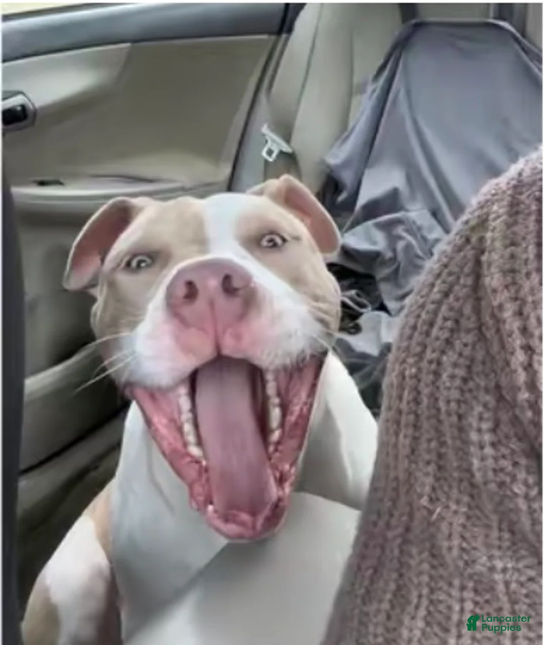 American Bully dogs for sale: Benny - Ad 2