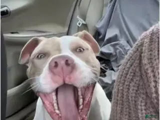 American Bully dogs Benny - Ad 37