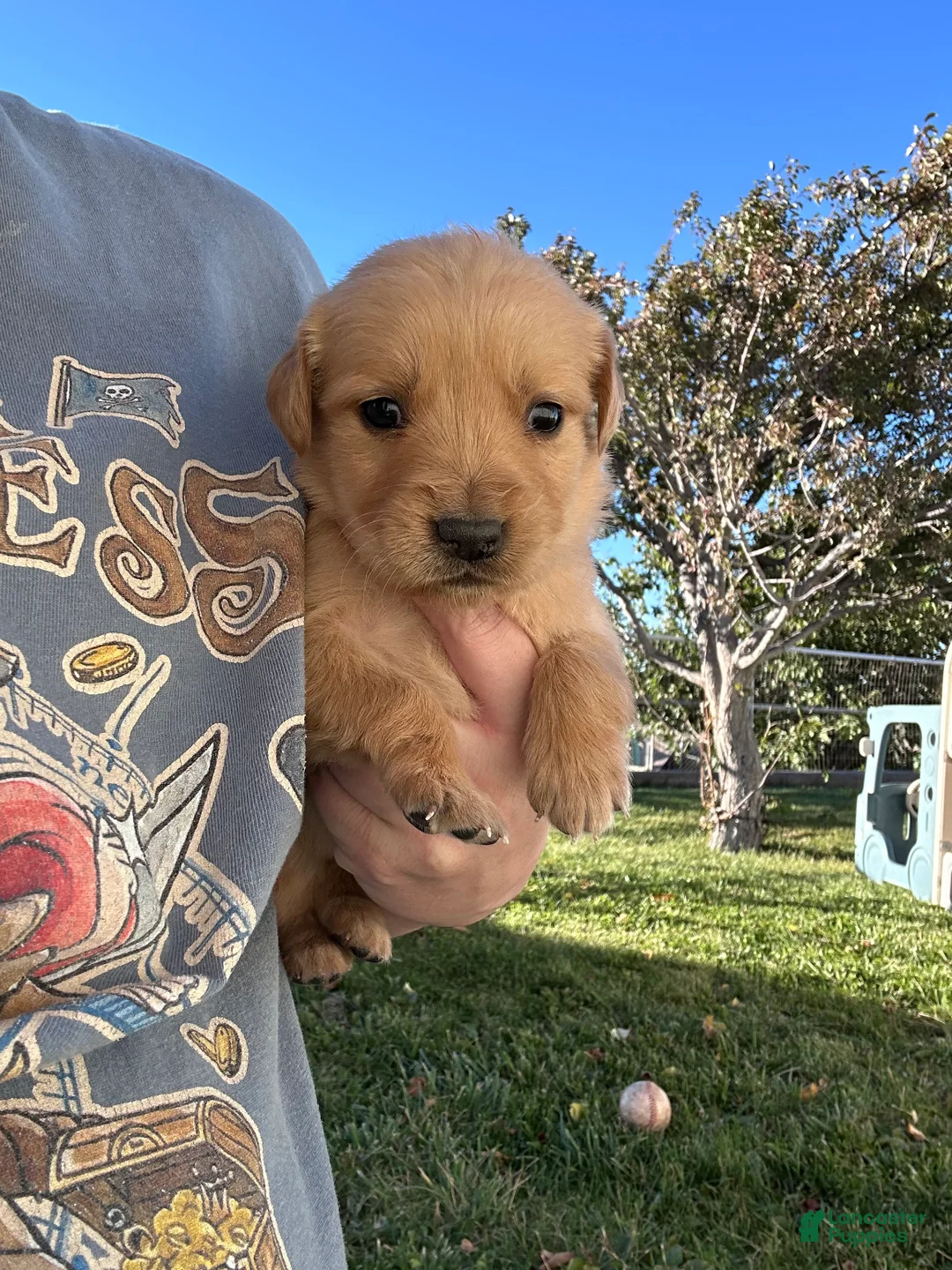 Golden Retriever dogs for sale: Roxie (pink) - Ad 2